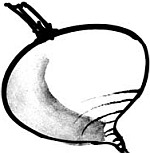 Опийный мак