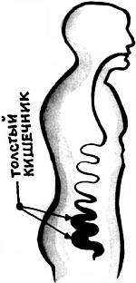 Толстый кишечник