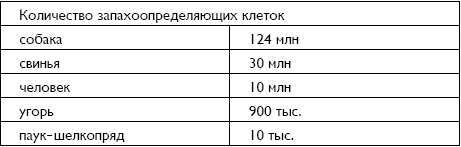 Уровень обоняния человека и животных