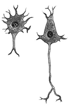 Различные виды нервных клеток, производящих сигнальные вещества #2
