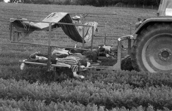 Прополка на фермах органического земледелия